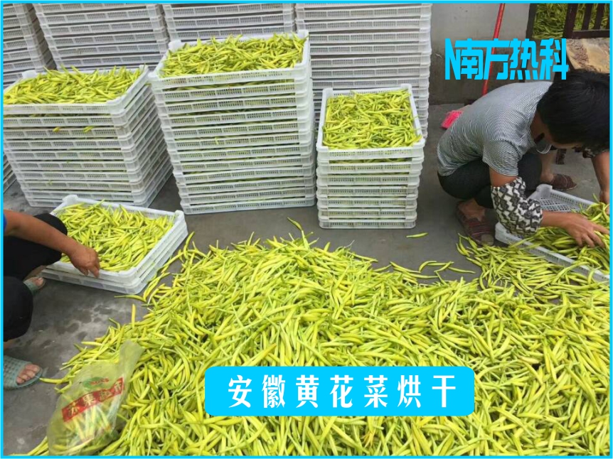 南方熱科曾老師烘干大講堂之-黃花菜烘干案例分享