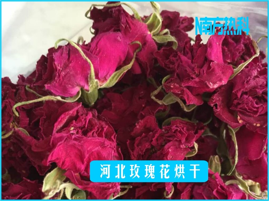 河北玫瑰花烘干(圖3)