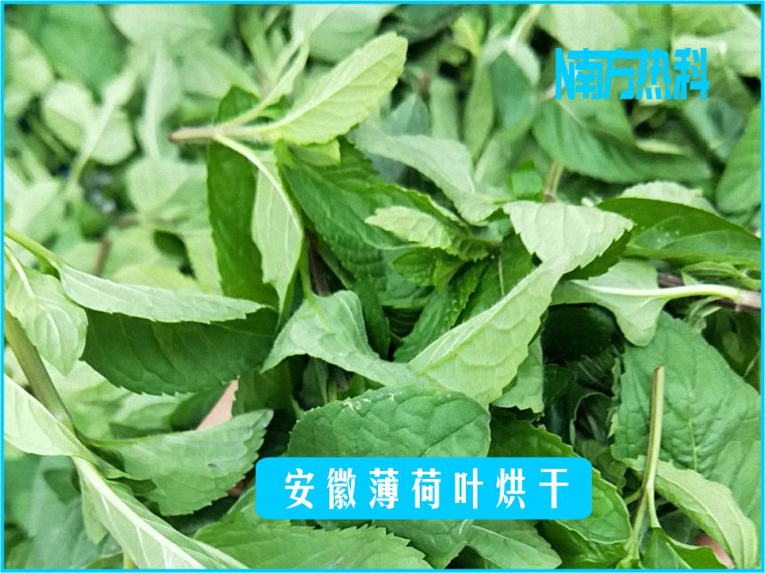 安徽薄荷葉烘干(圖3)