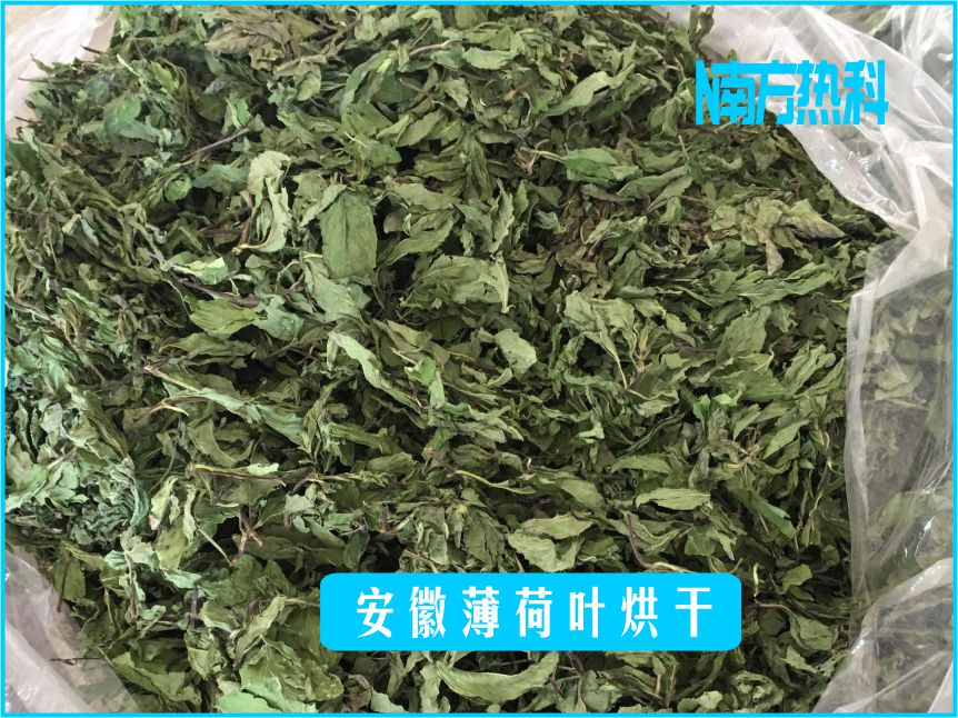 安徽薄荷葉烘干(圖4)