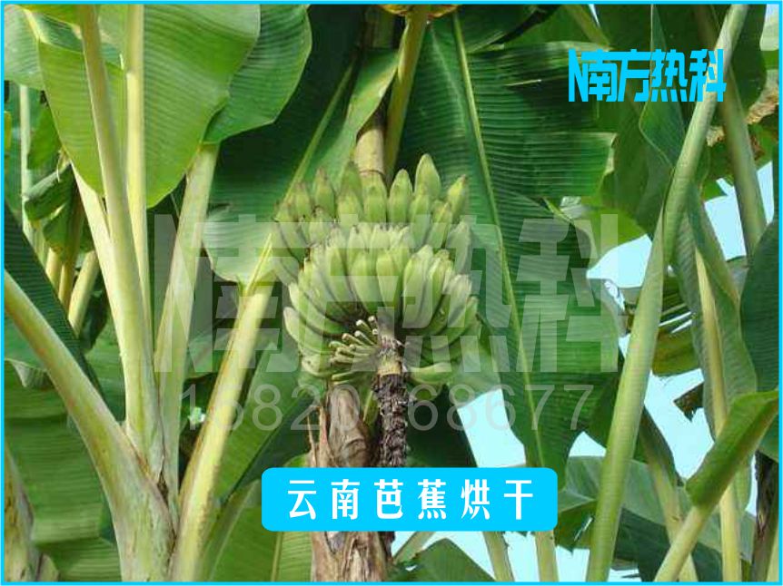云南芭蕉烘干(圖3)