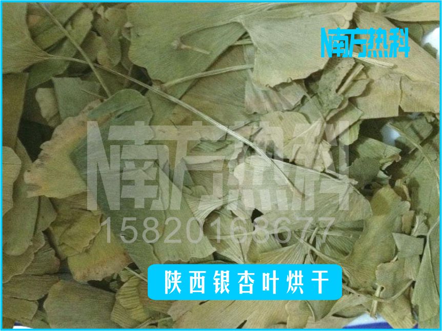 陜西銀杏葉烘干(圖4)